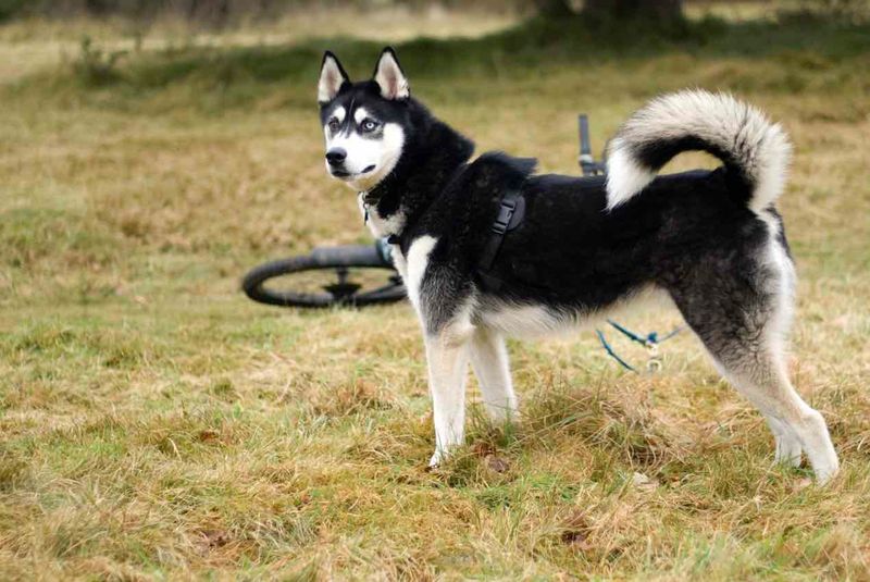 Siberian Husky