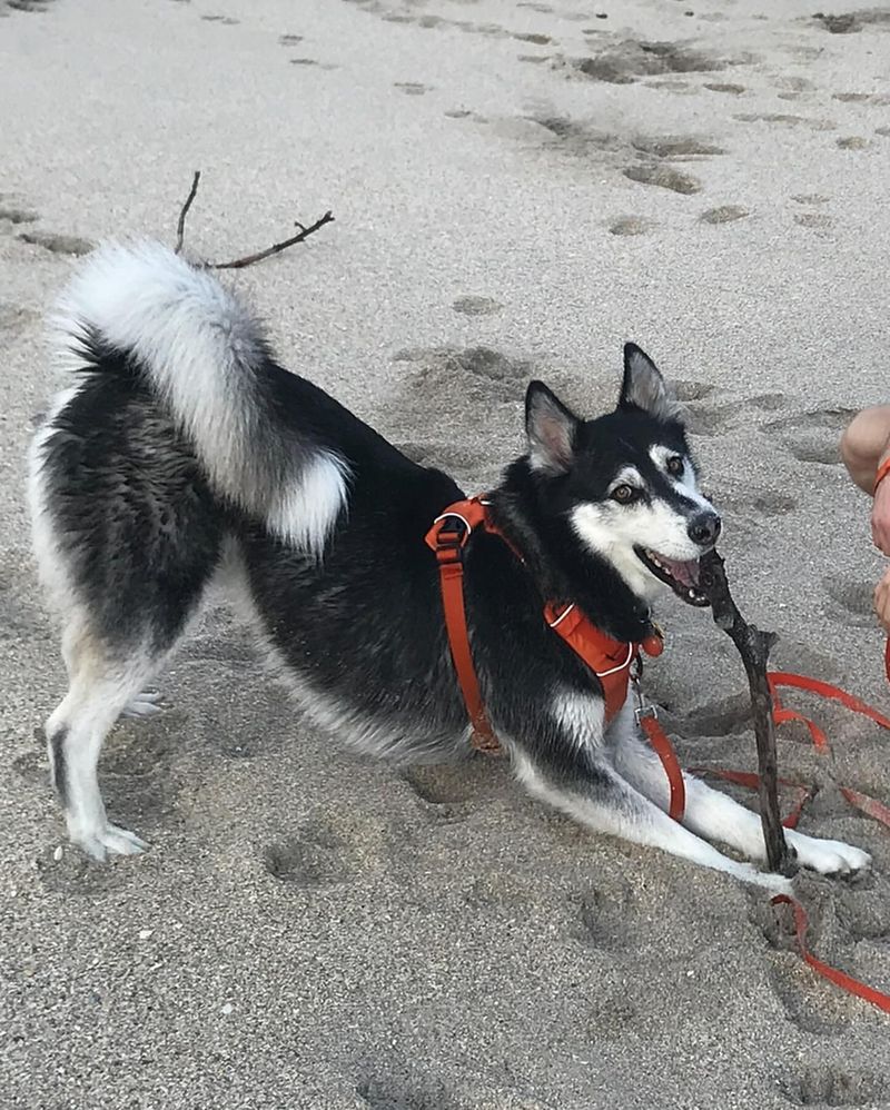 Siberian Husky