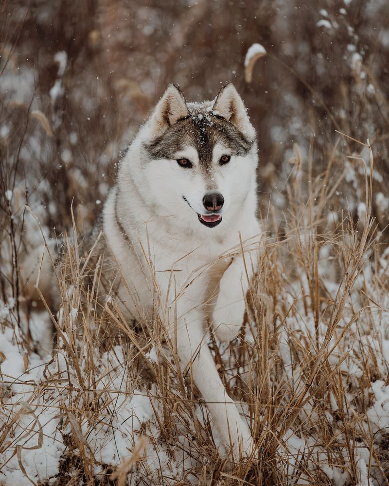 Siberian Husky