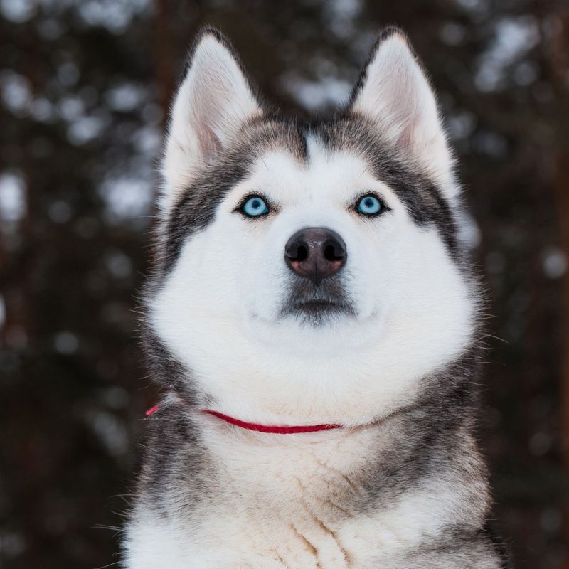 Siberian Husky