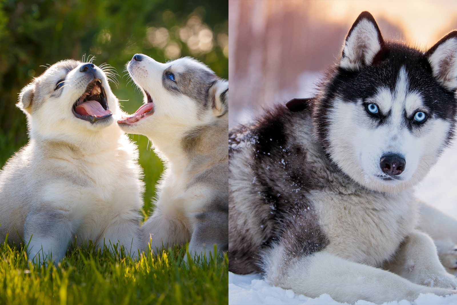 Siberian Husky