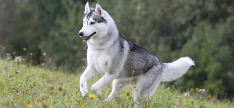 Siberian Husky