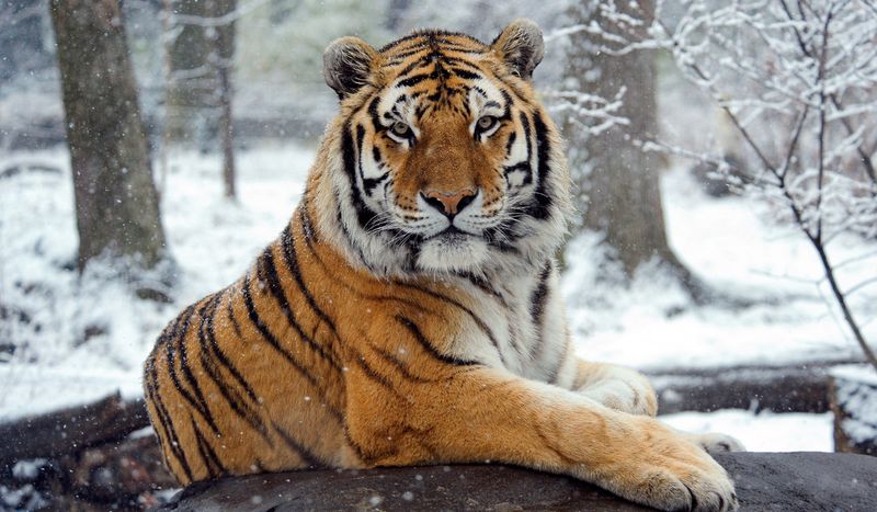 Siberian Tiger