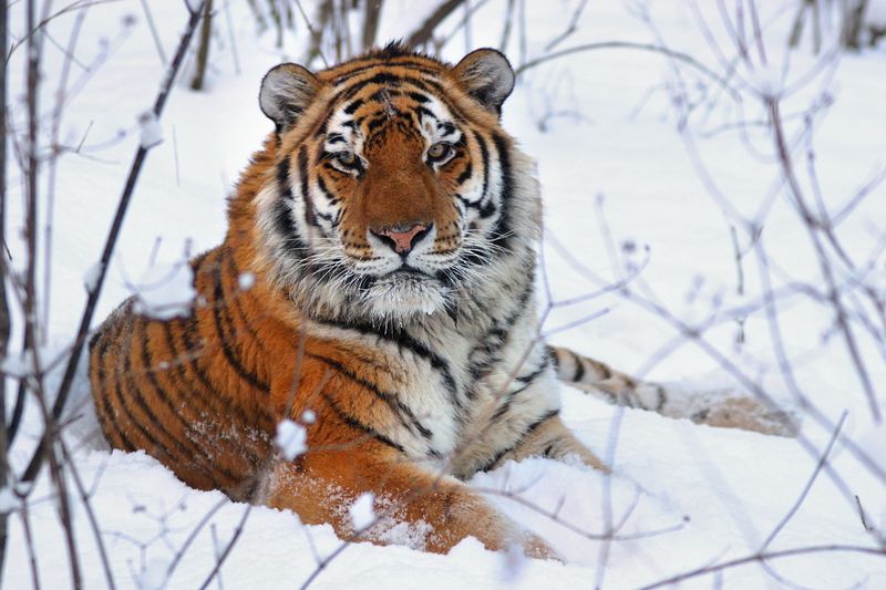 Siberian Tiger