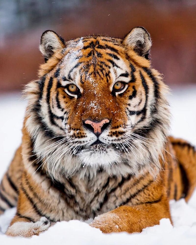 Siberian Tiger