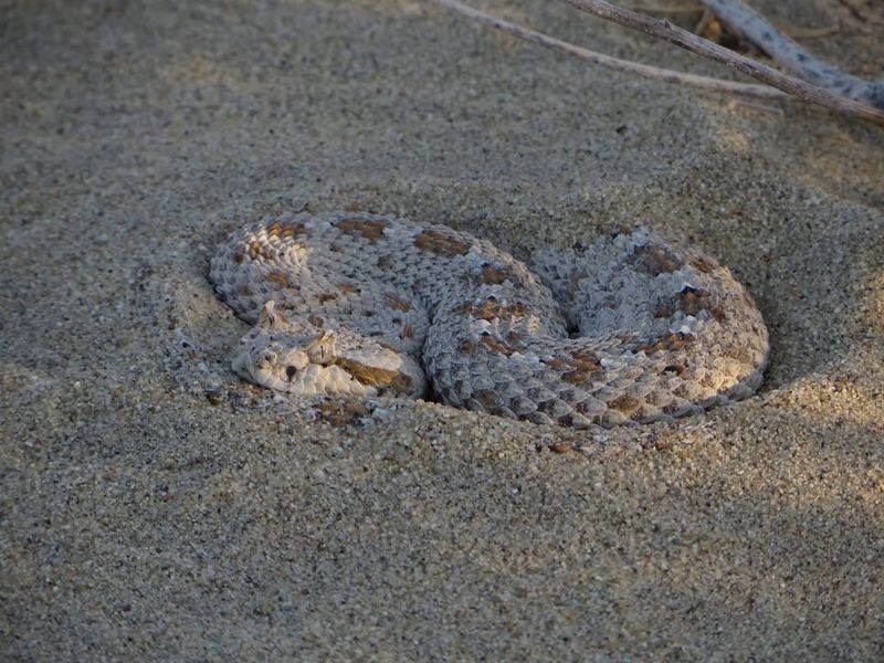 Sidewinder Rattlesnake