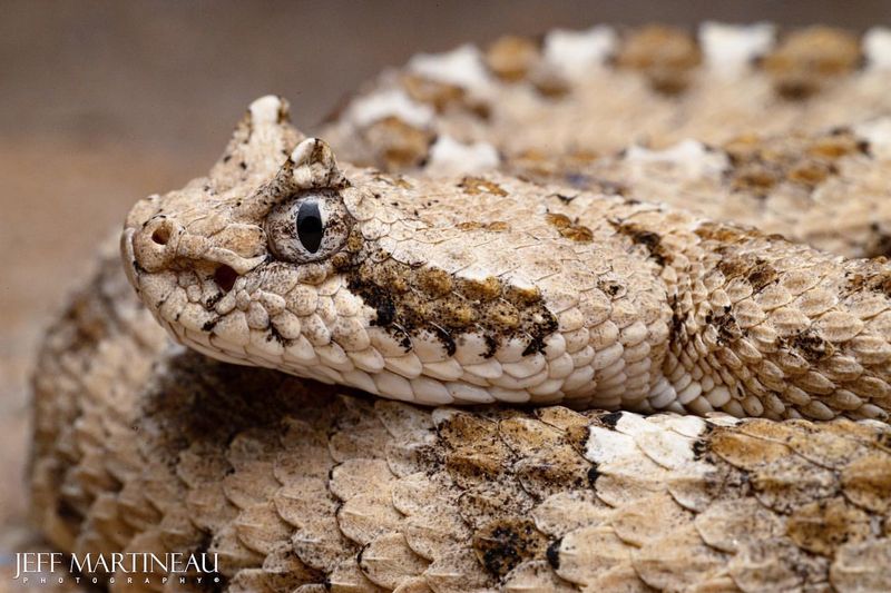 Sidewinder Rattlesnake