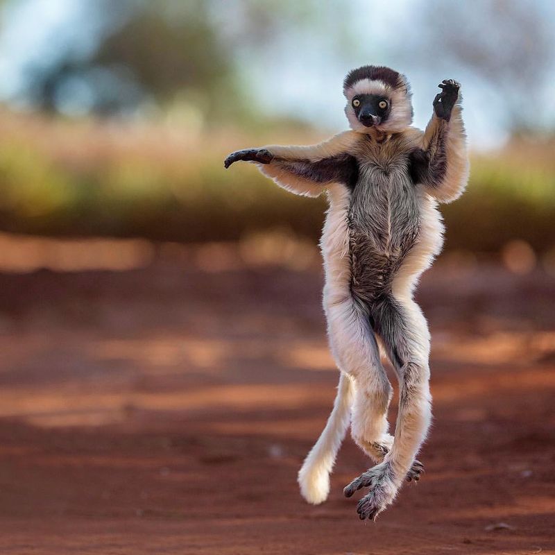 Sifaka Lemur