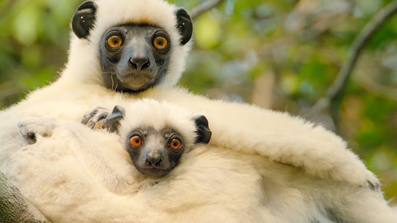 Sifaka