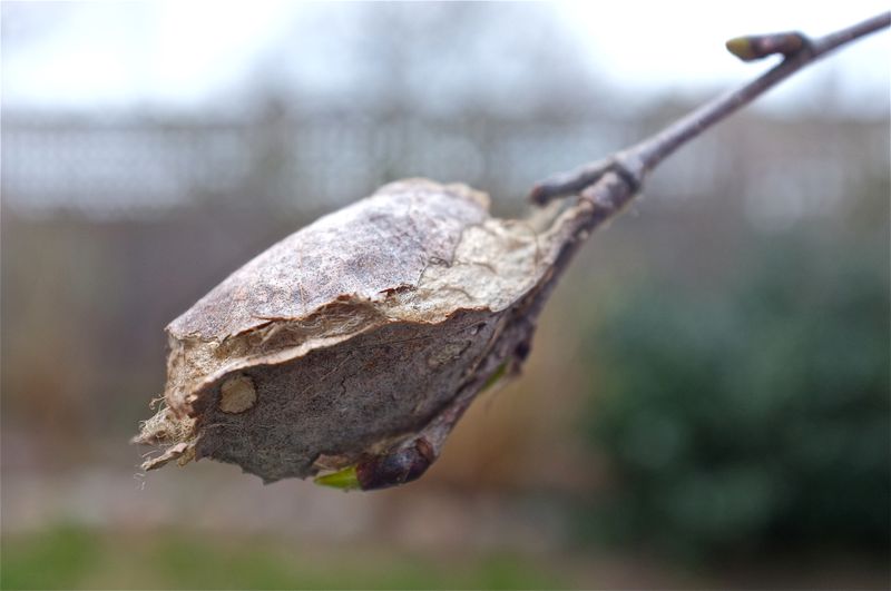 Silk Moth Cocoons