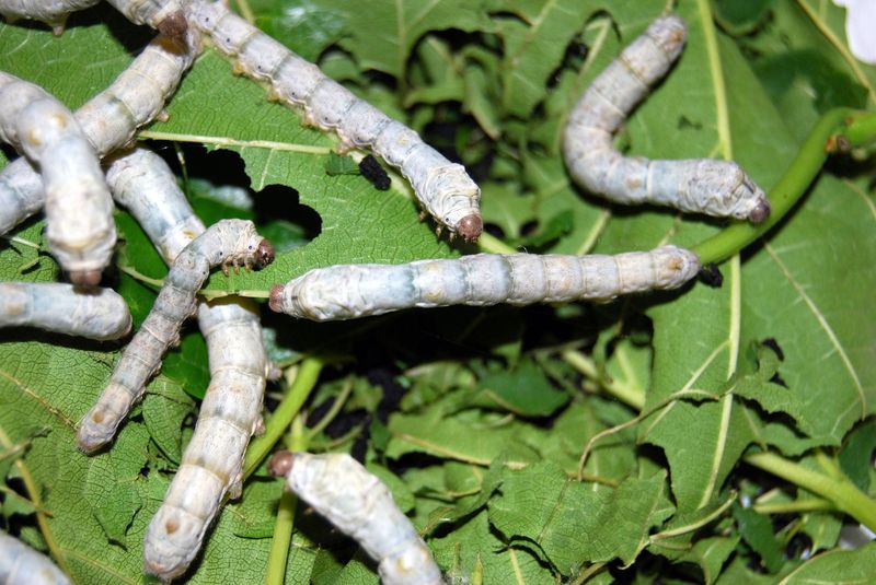 Silk Production by Silkworms