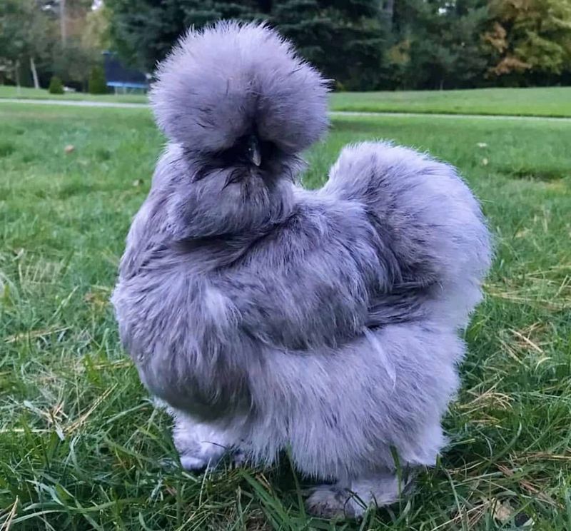 Silkie Chicken