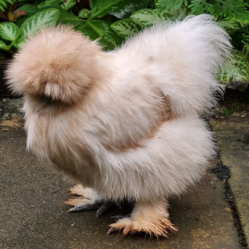 Silkie