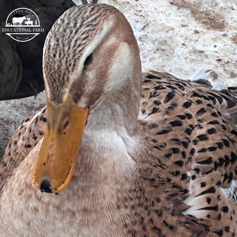 Silver Appleyard Duck