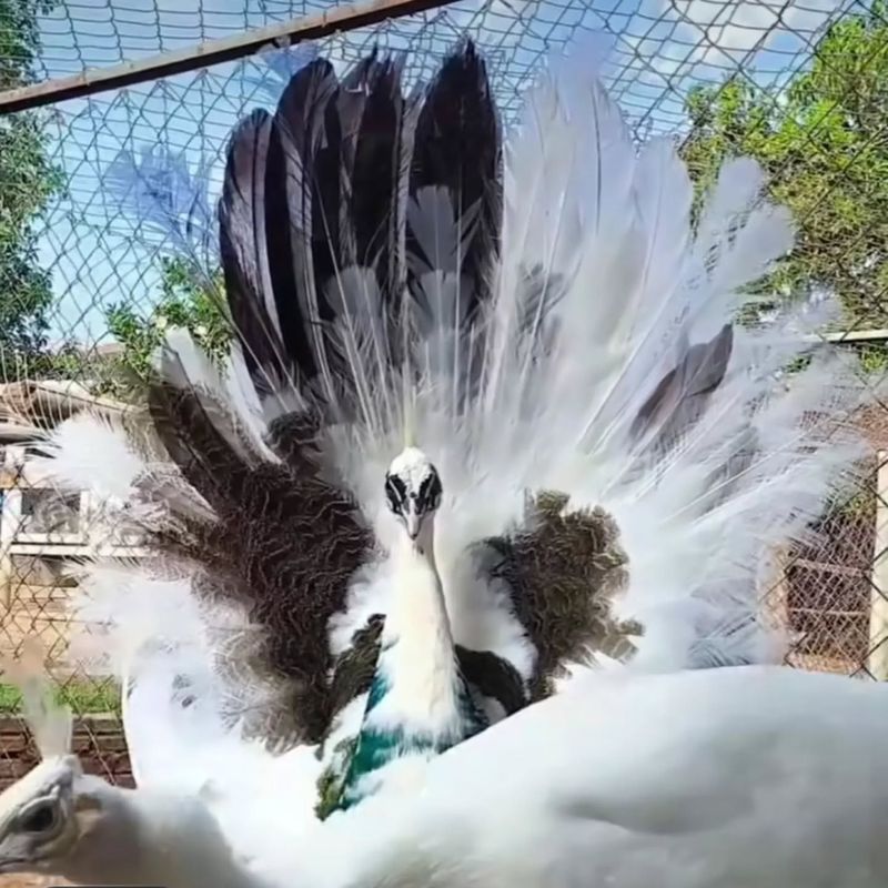 Silver Pied Peafowl