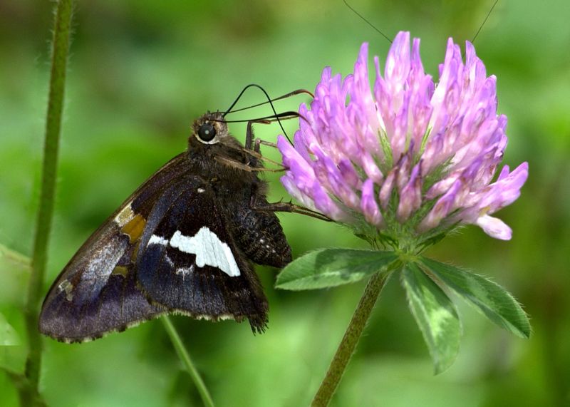 Silver-spotted Skipper