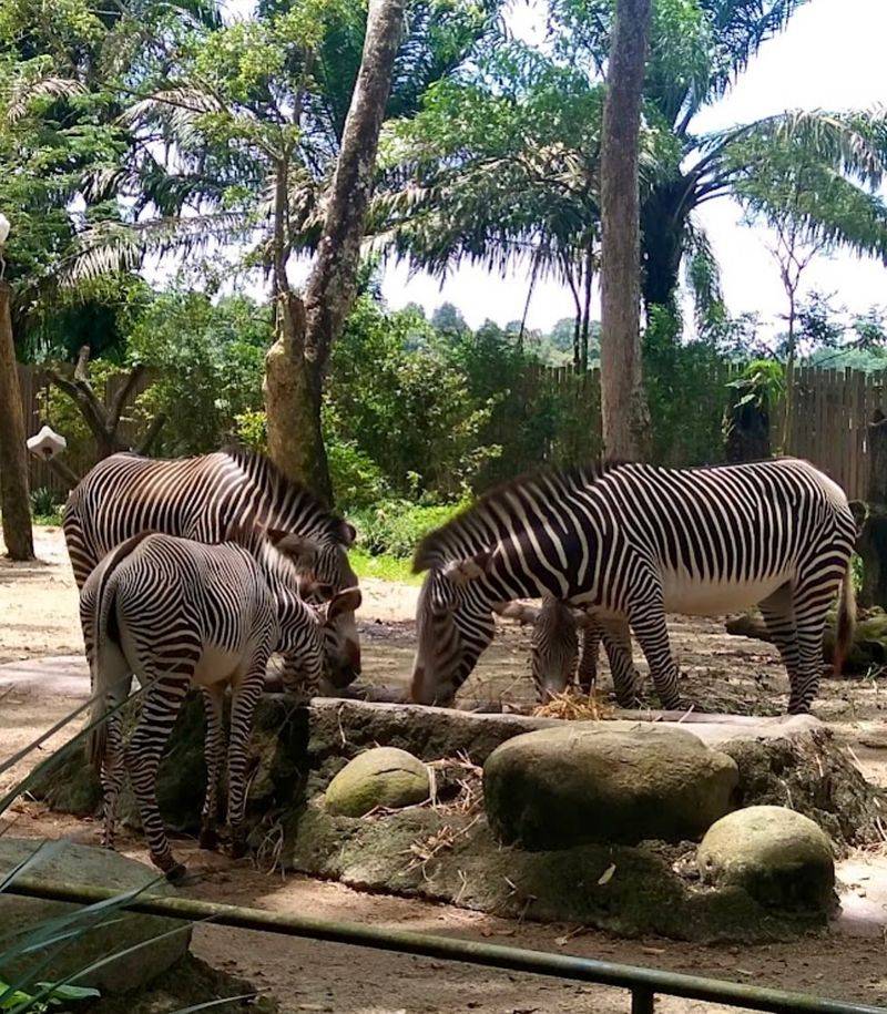 Singapore Zoo, Singapore