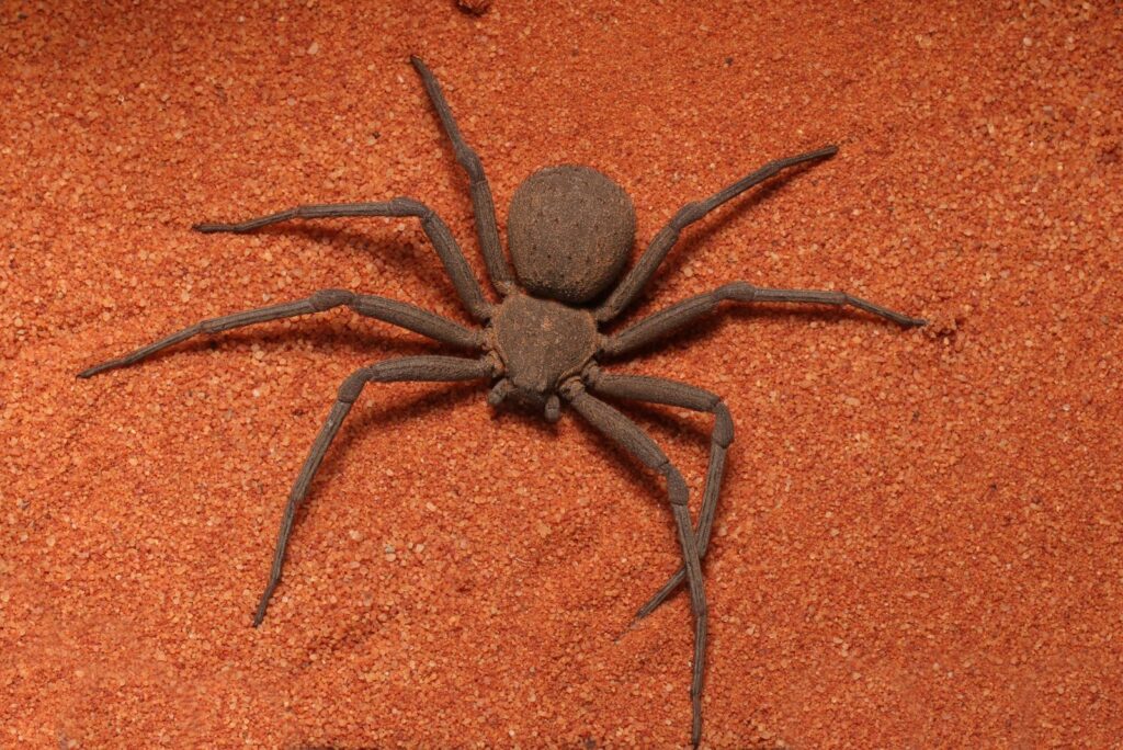 Six-Eyed Sand Spider