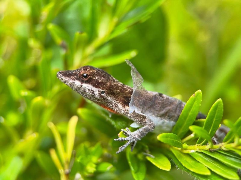 Skin Shedding