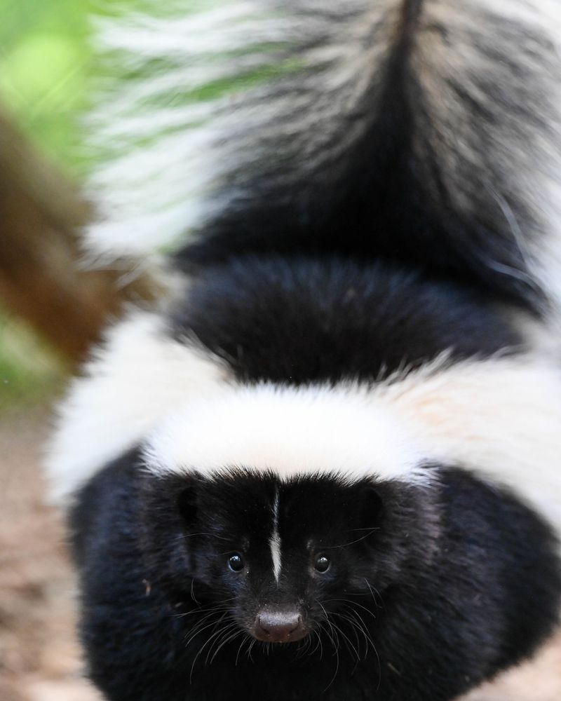 Skunk