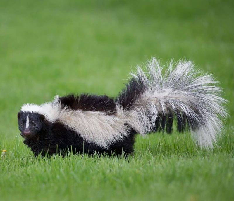 Skunk