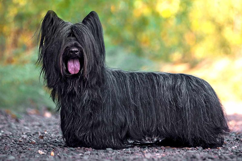 Skye Terrier