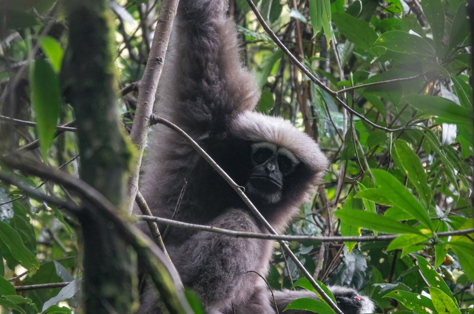 Skywalker Hoolock Gibbon