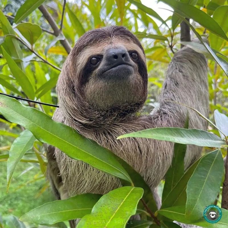 Sloth