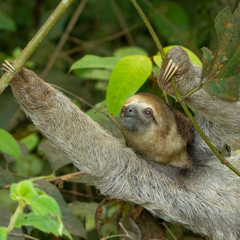 Sloth