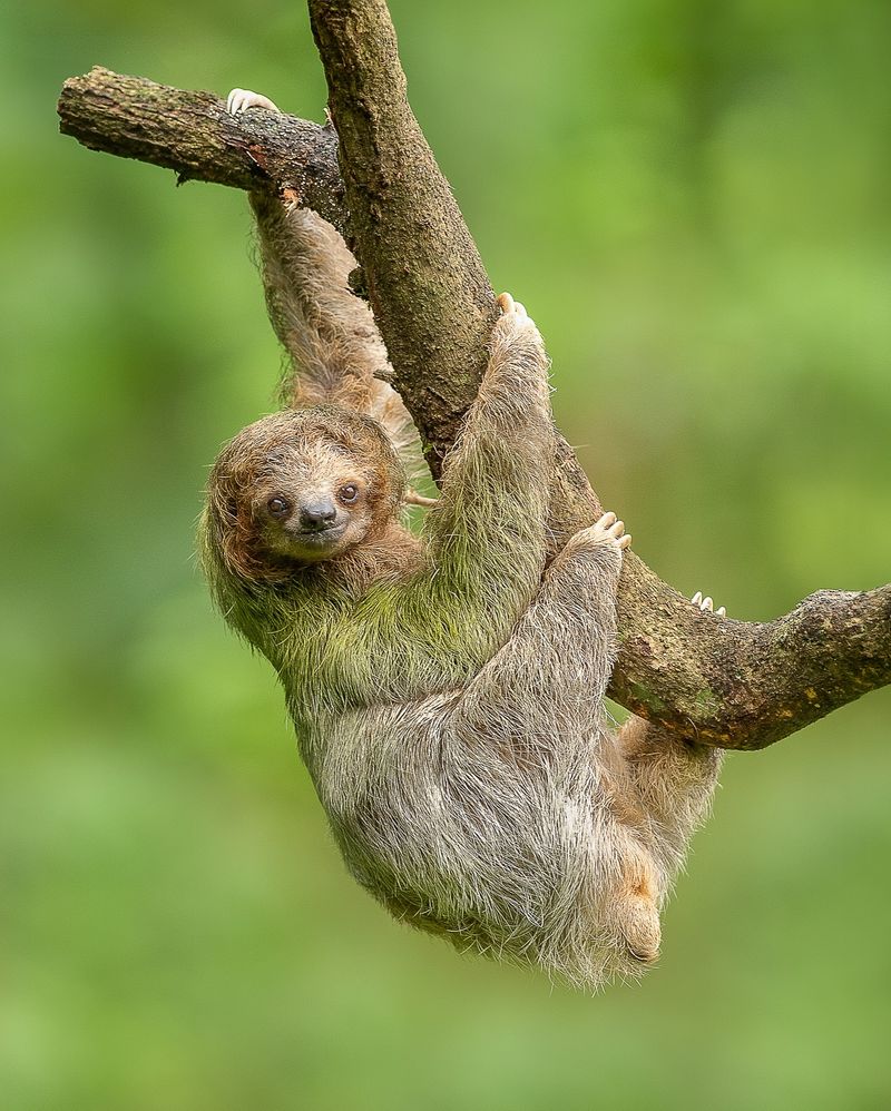 Sloth