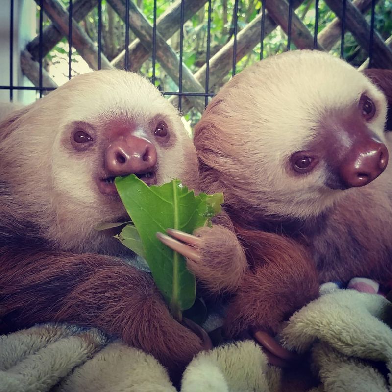 Sloth Conservation Efforts