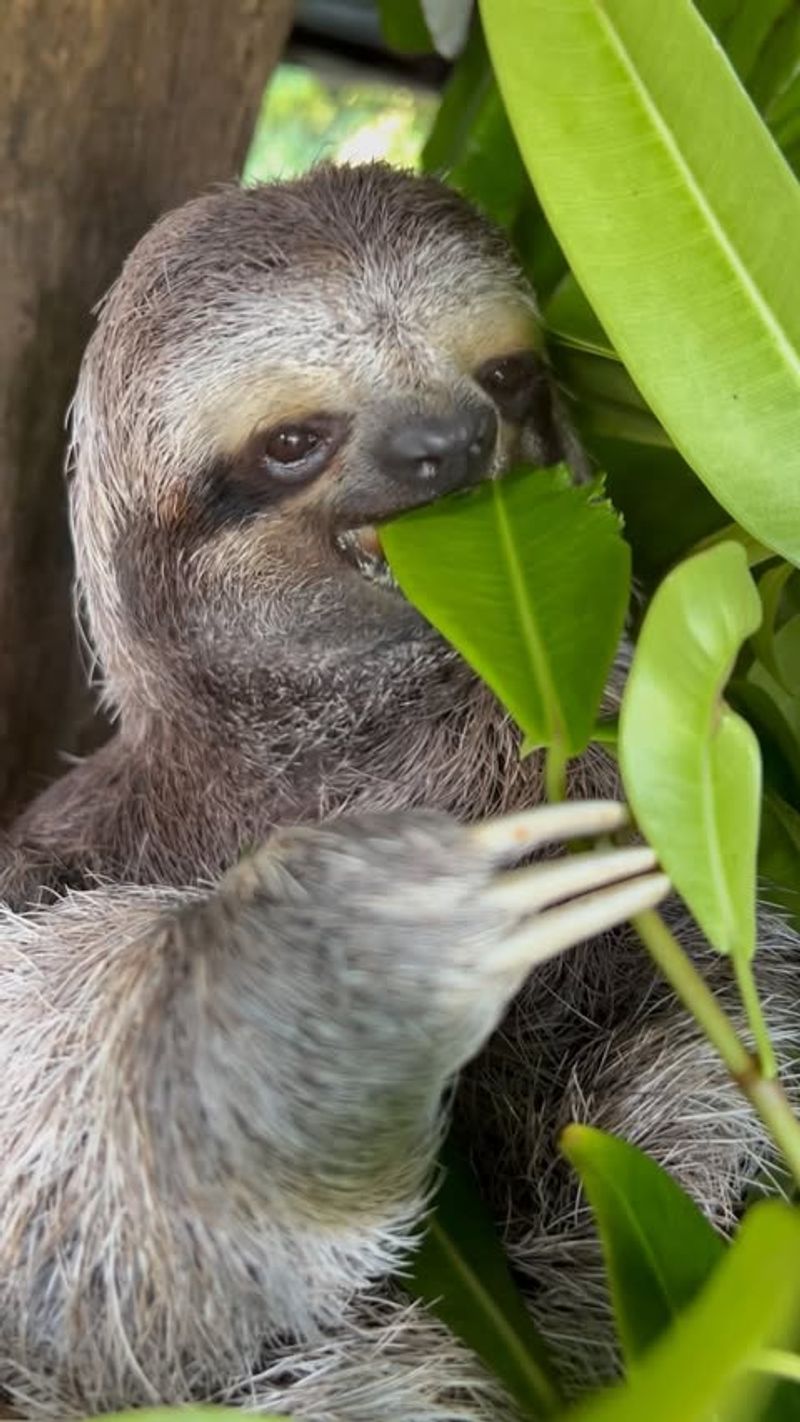 Sloth Diet and Digestion