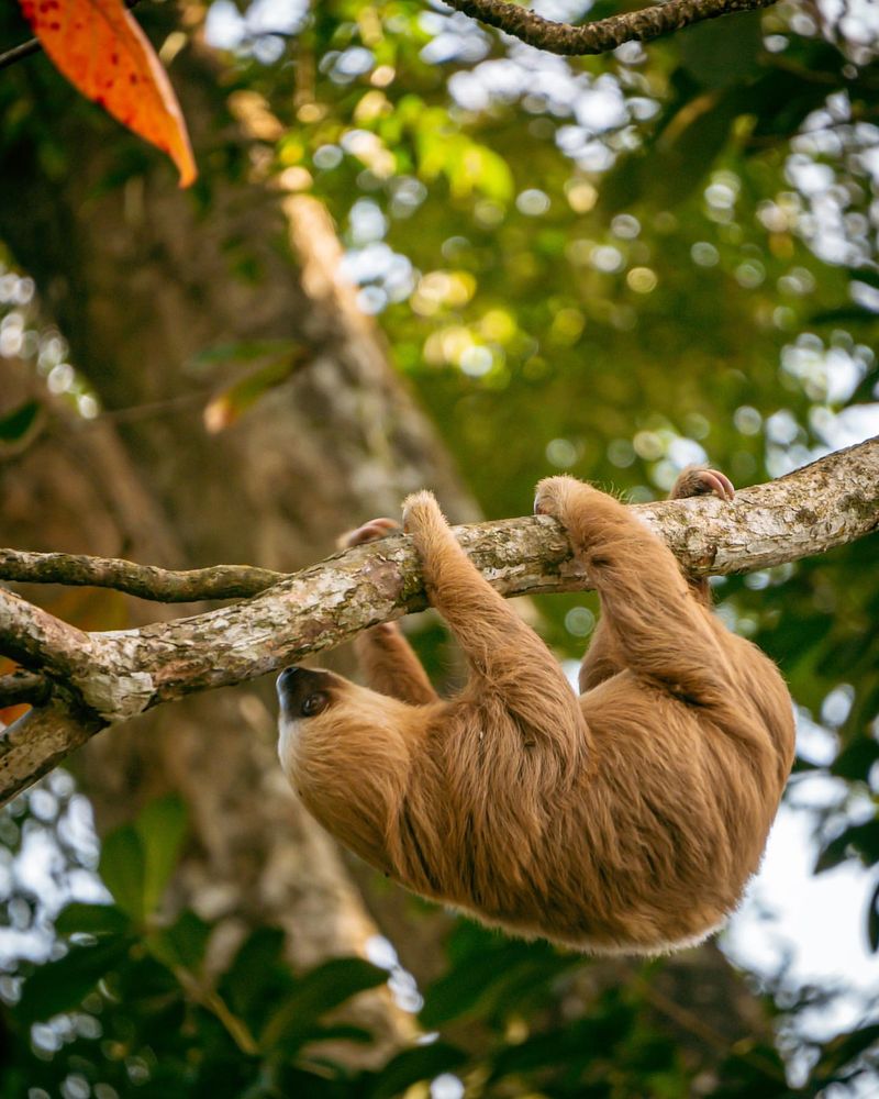 Sloth Habitats