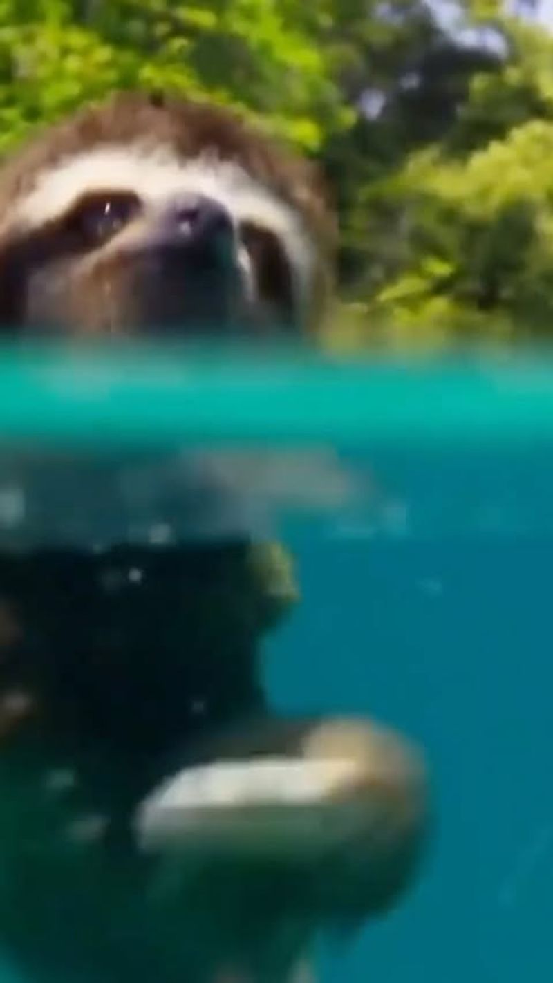 Sloth Swimming Skills