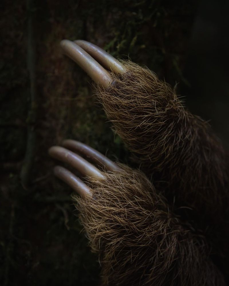 Sloths' Unique Claws