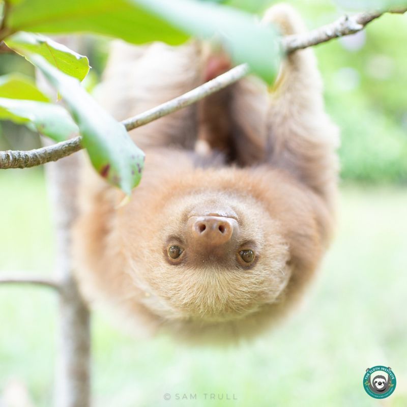 Sloths' Contributions to Science