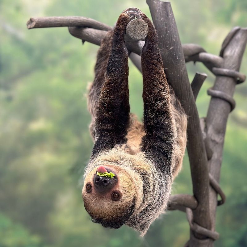 Sloths Are Lazy