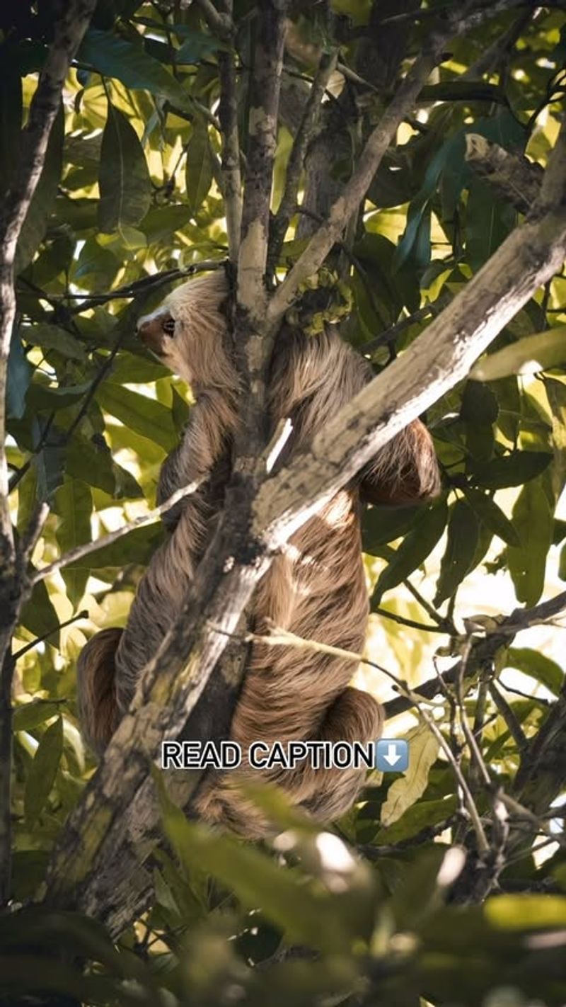 Sloths and Camouflage