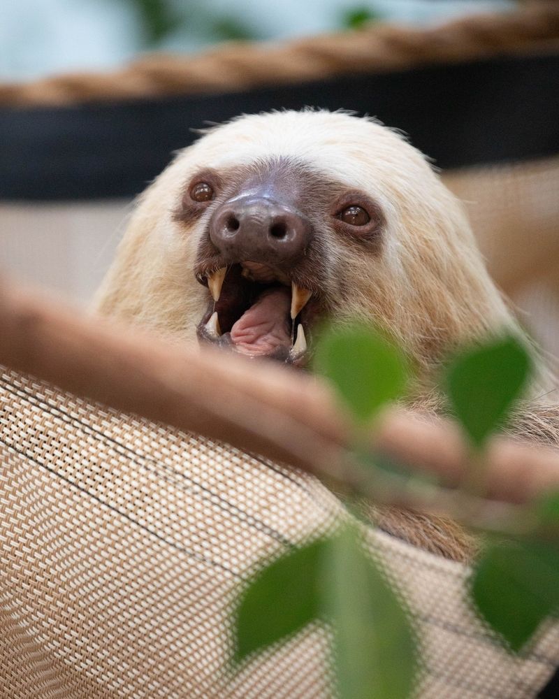 Sloths and Their Predators