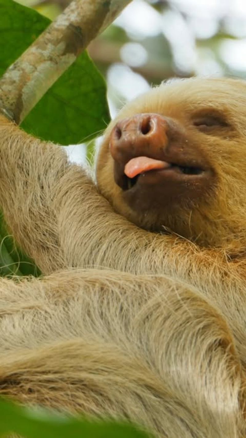 Sloths' Sleep Schedule