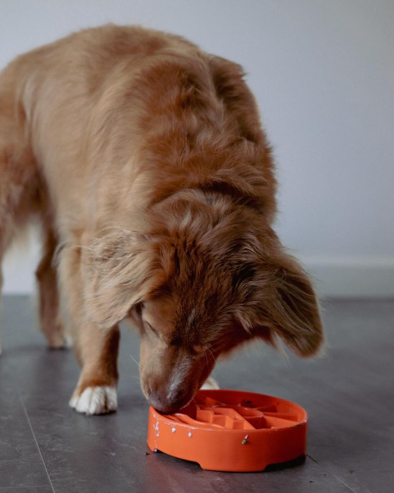 Slow Feeding Techniques