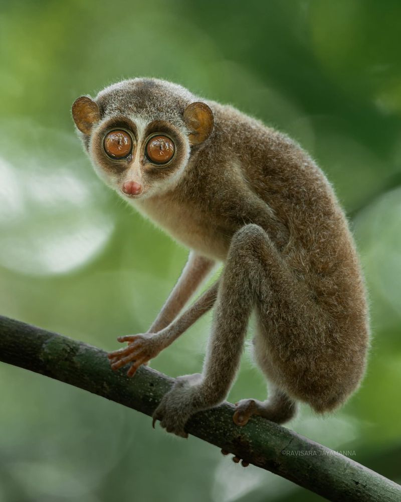 Slow Loris