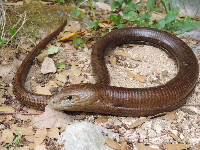 Slowworm