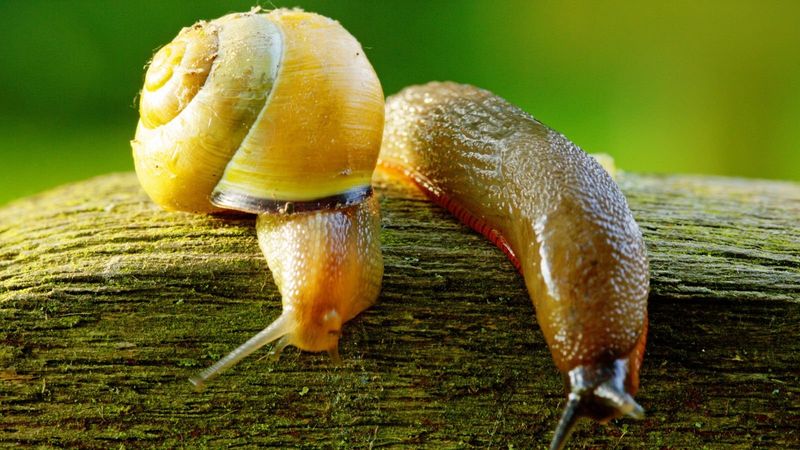 Slugs and Snails