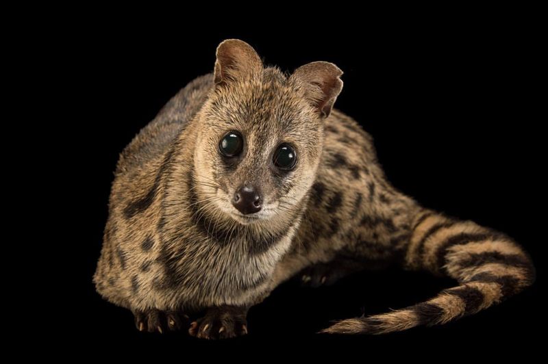 Small Indian Civet