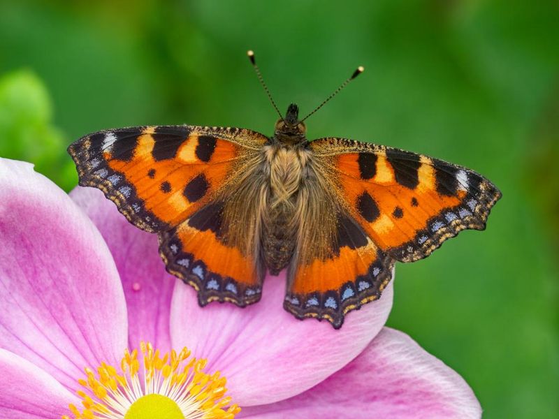 Small Tortoiseshell