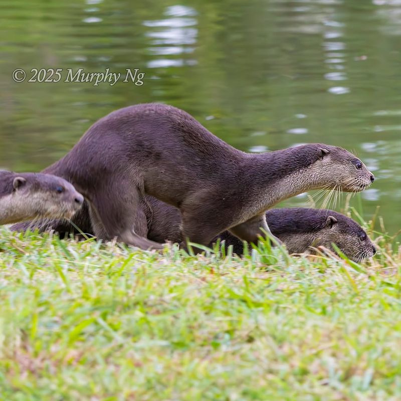 Smooth-Coated Otter