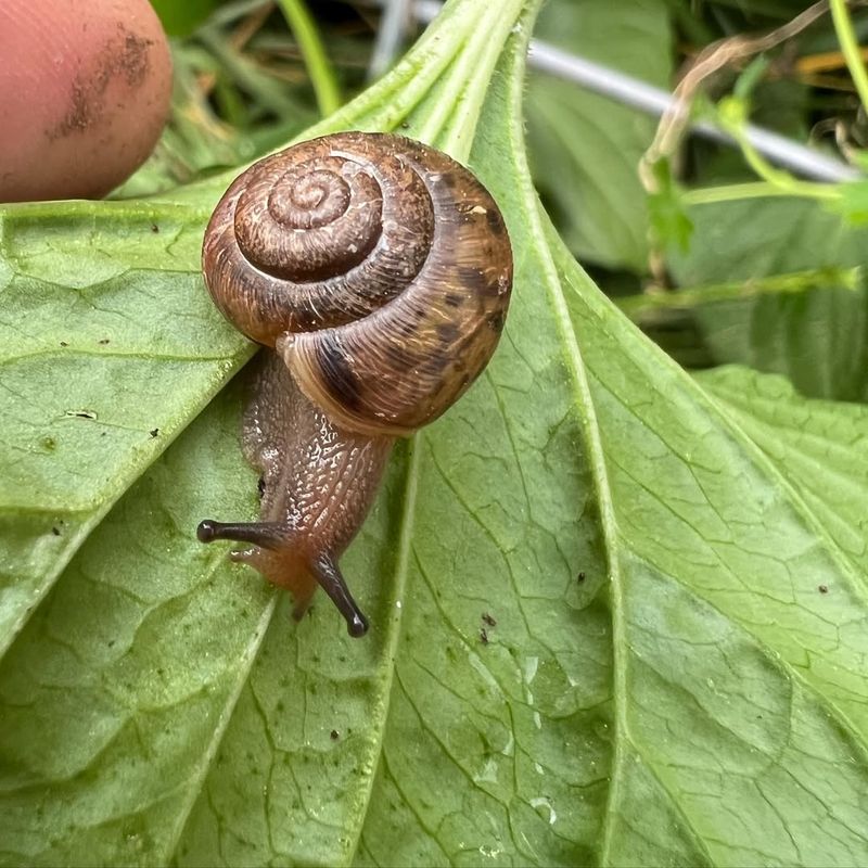 Snail's Role in Ecosystems