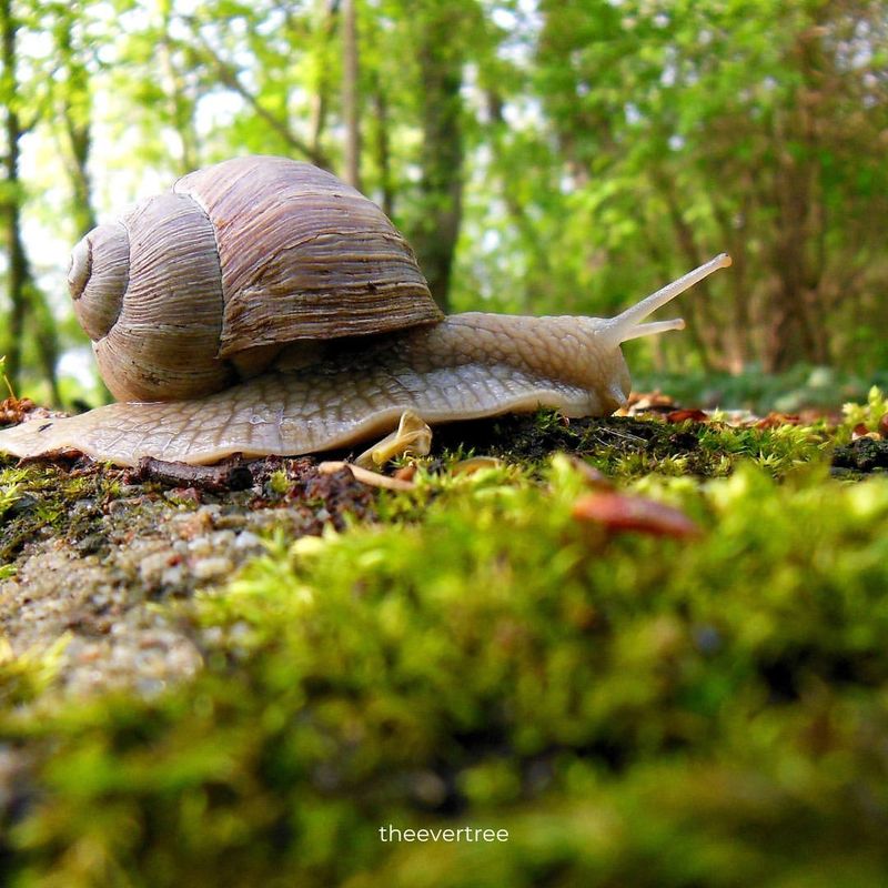 Snail's Environmental Indicators