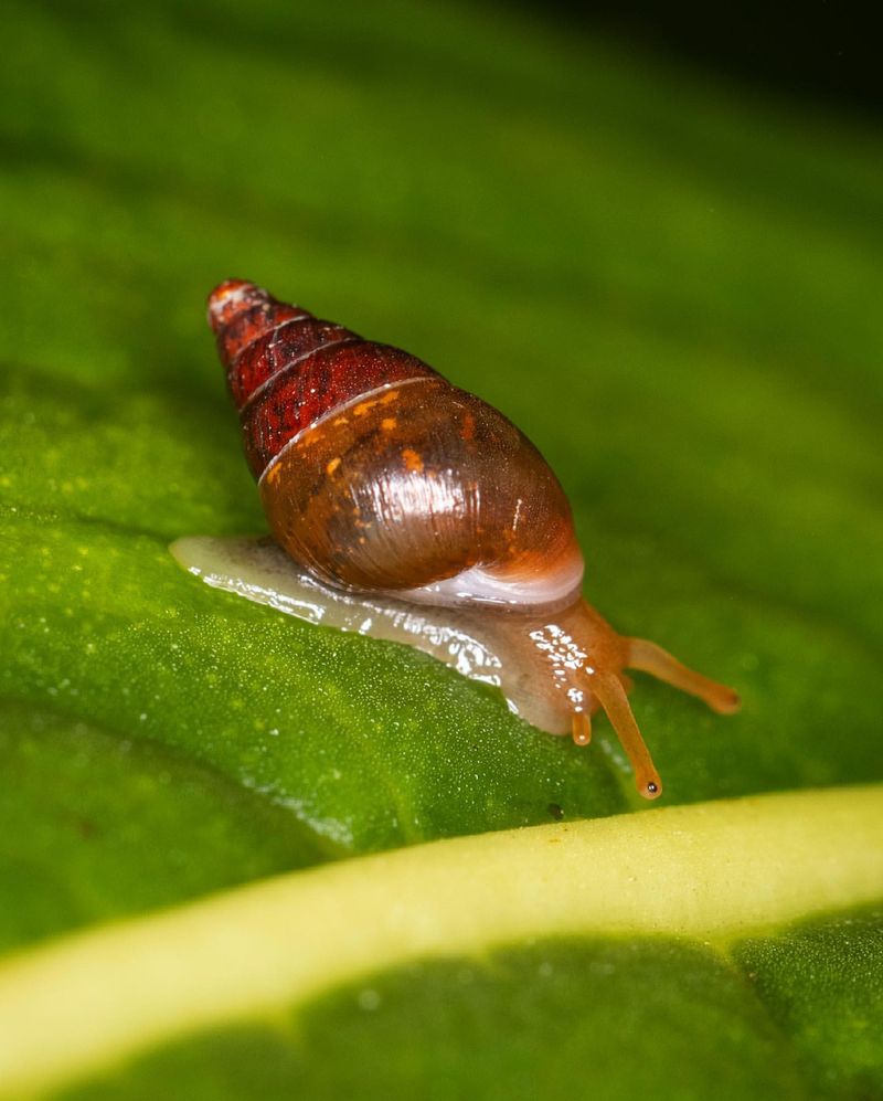 Snail's Contribution to Science